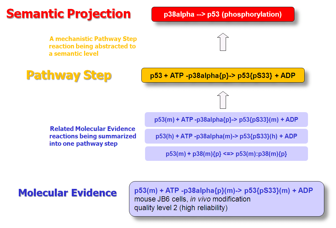 Reaction hierarchy in the TRANSPATH® database of molecular pathways.