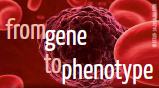 gene2phenotype
