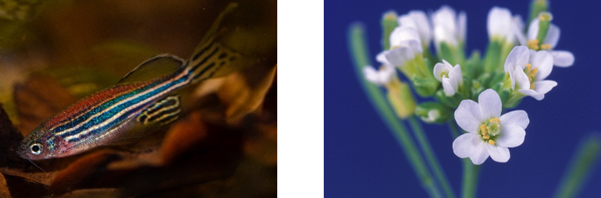 Support of new species: Zebrafish and Arabidopsis