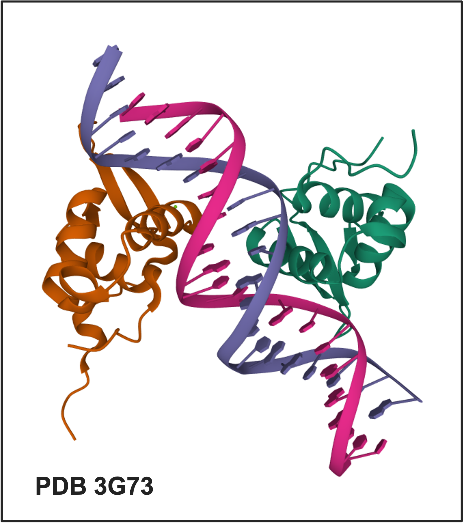 PDB 3G73 - Structure of the FOXM1 DNA binding
