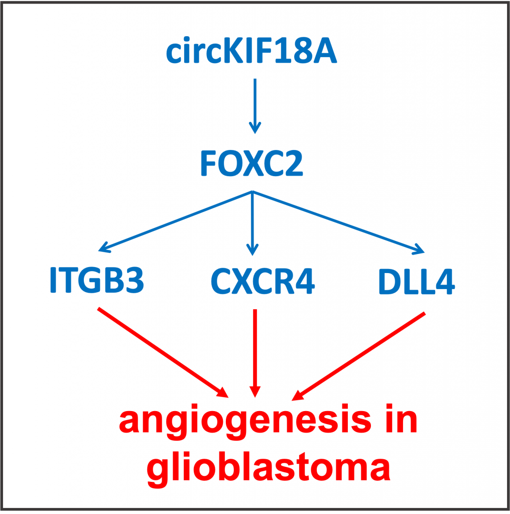 FOXC2 in glioblastoma