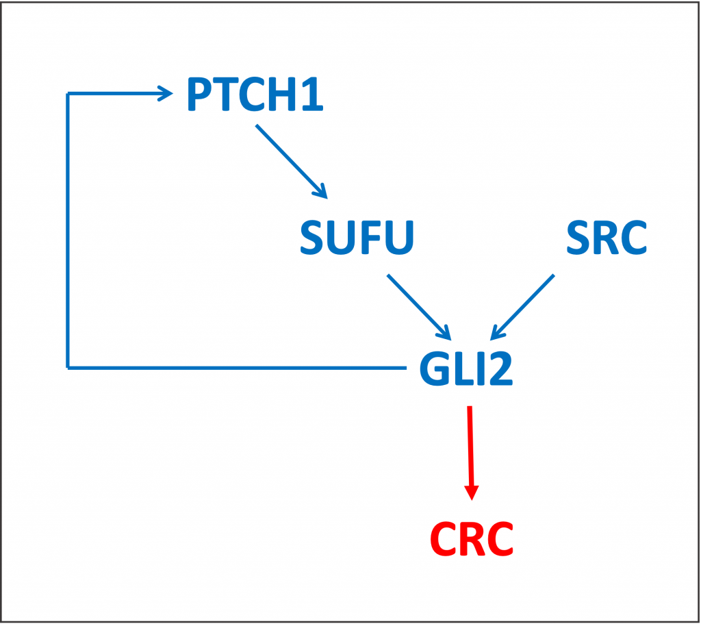 GLI2 in Hedgehog pathway