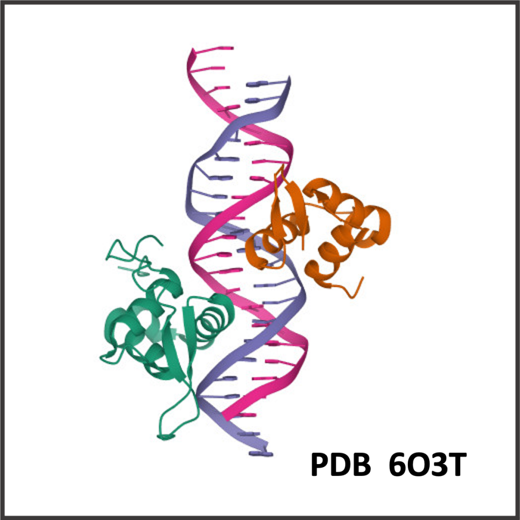 PDB 6O3T - Structural basis of FOXC2 and DNA interactions