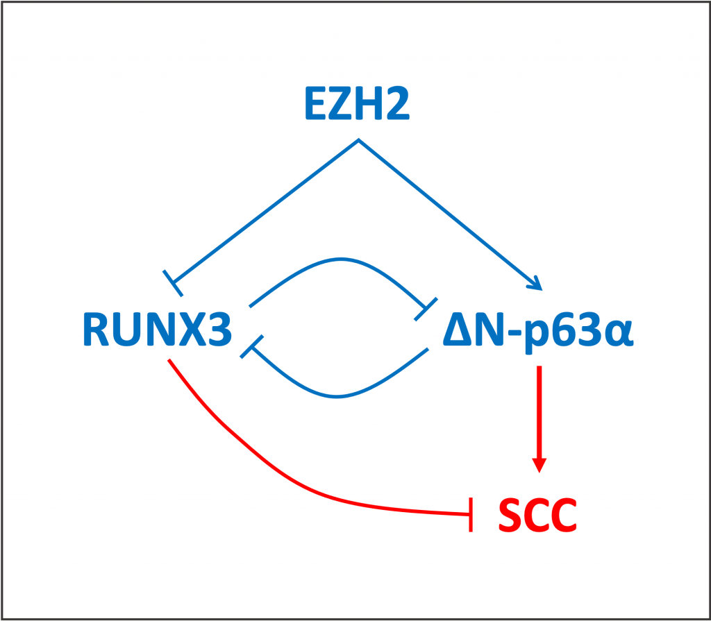 RUNX3 and deltaN-p63-alpha