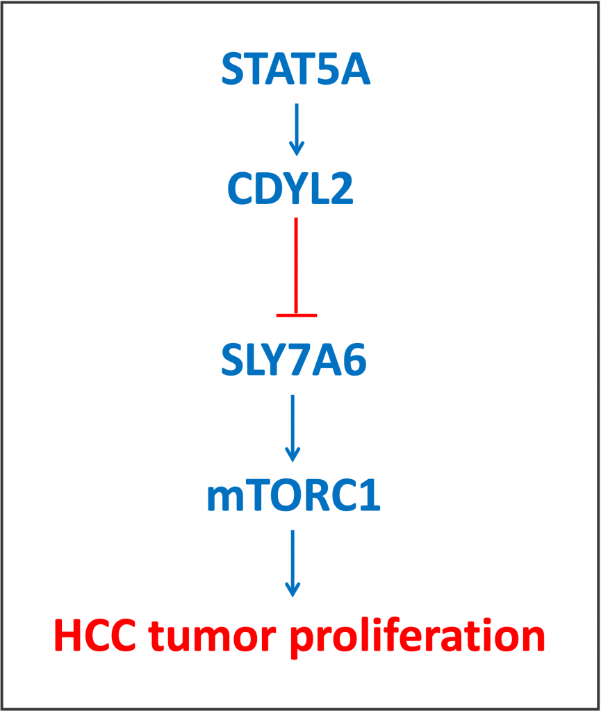 STAT5a --> HCC tumor proliferation