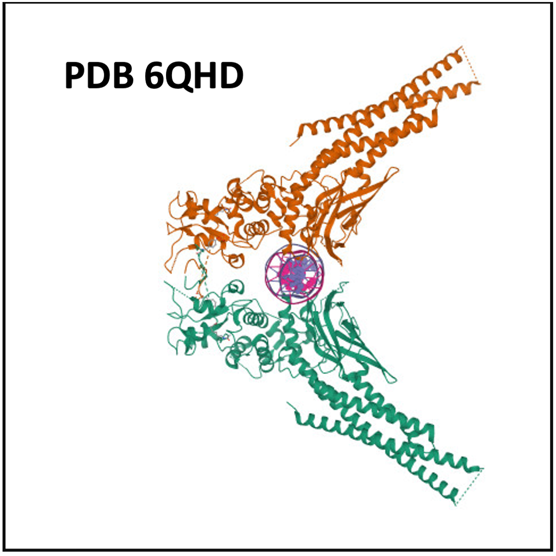 PDB 6QHD - Lysine acetylated and tyrosine phosphorylated STAT3 in a complex with DNA