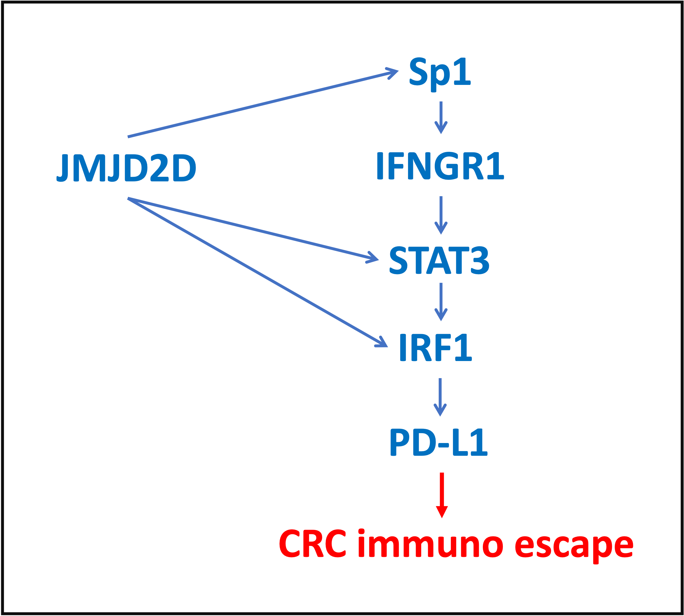Sp1, STAT3, IRF1 in colorectal cancer