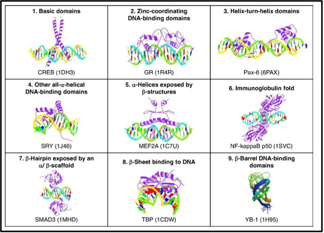 Transcription factor binding domains examples