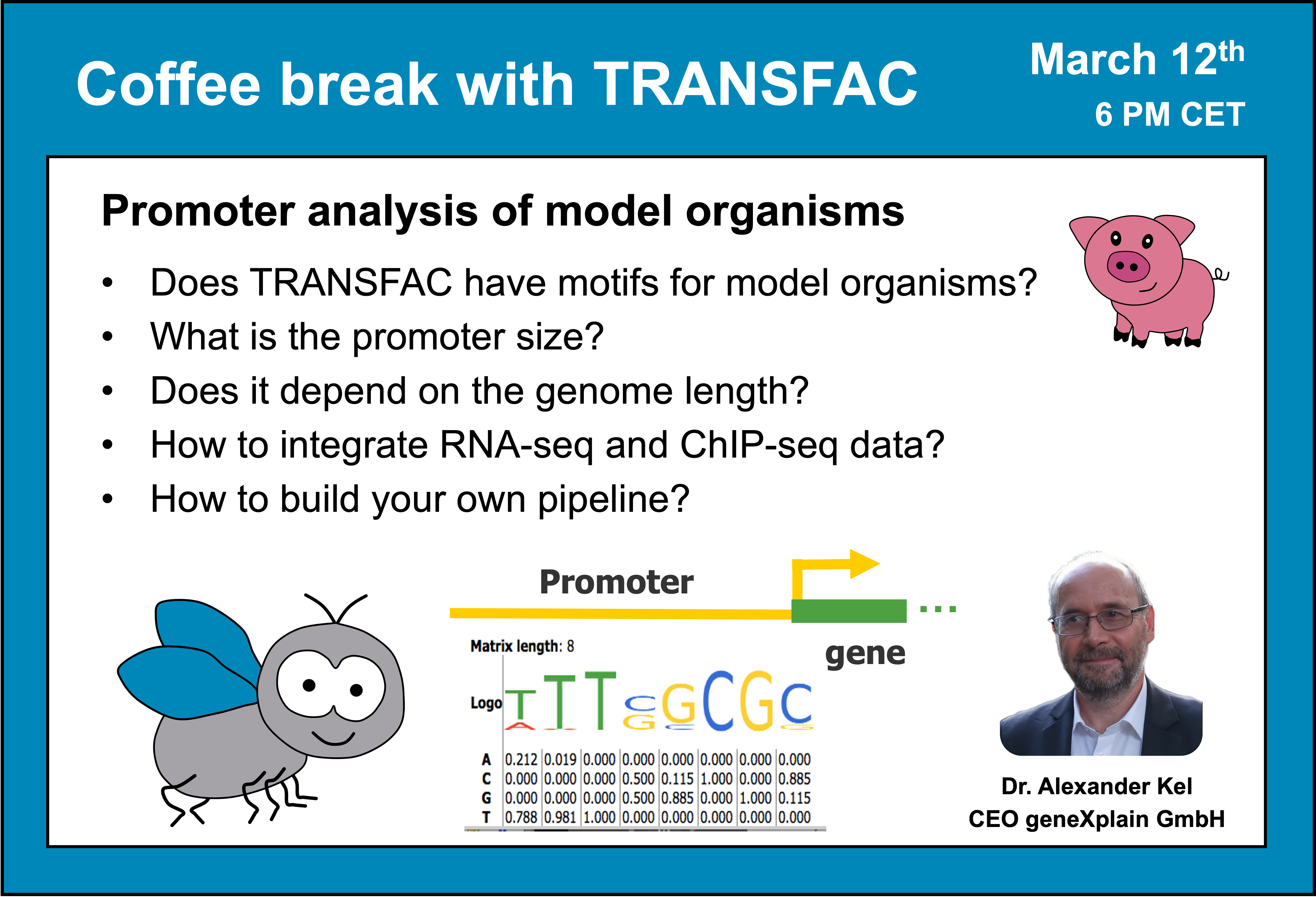 Coffee break with TRANSFAC- promoter analysis of model organisms (part 2)