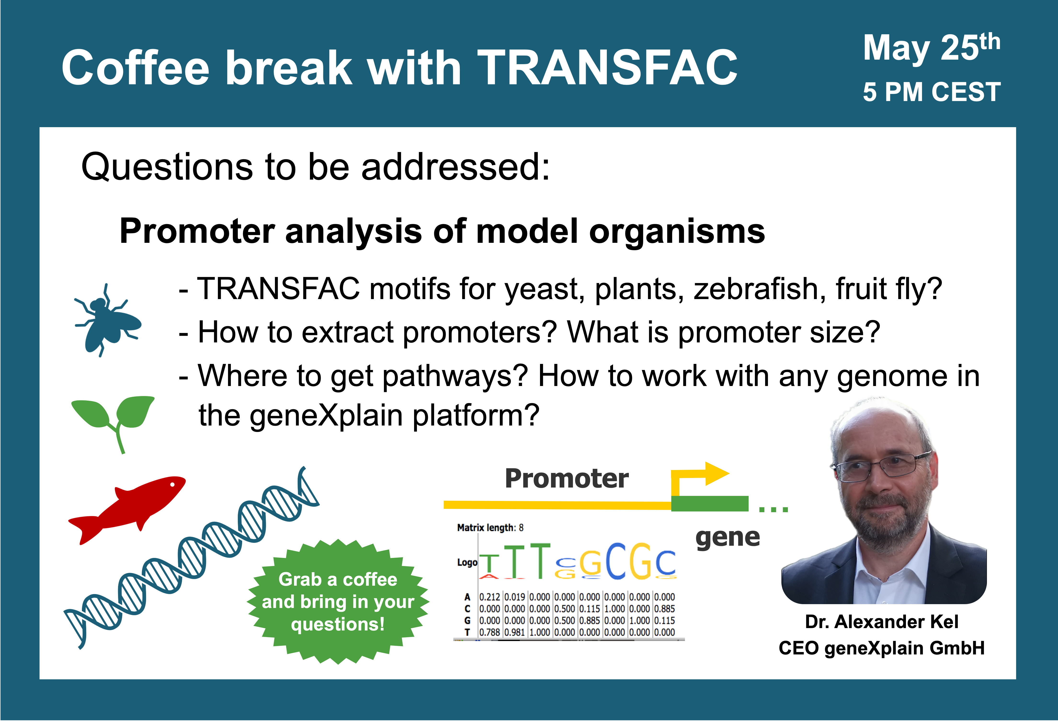 Promoter analysis of model organisms