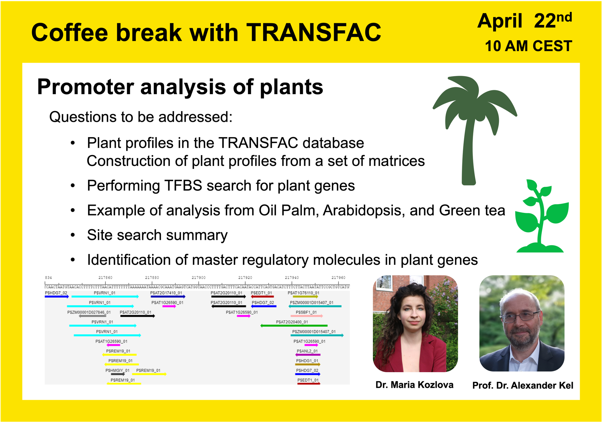Promoter analysis of plants