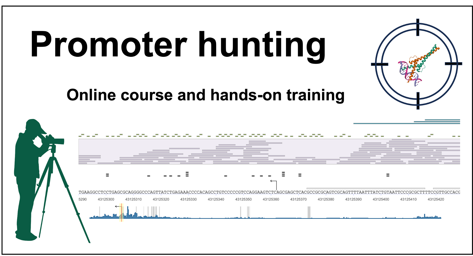 promoter hunting training