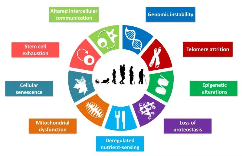 Can Transcription Factors Turn Back the Clock on Aging? altered intercellular