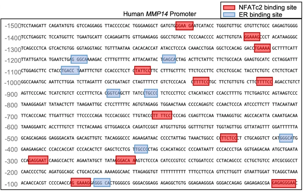 human mup14 promoter