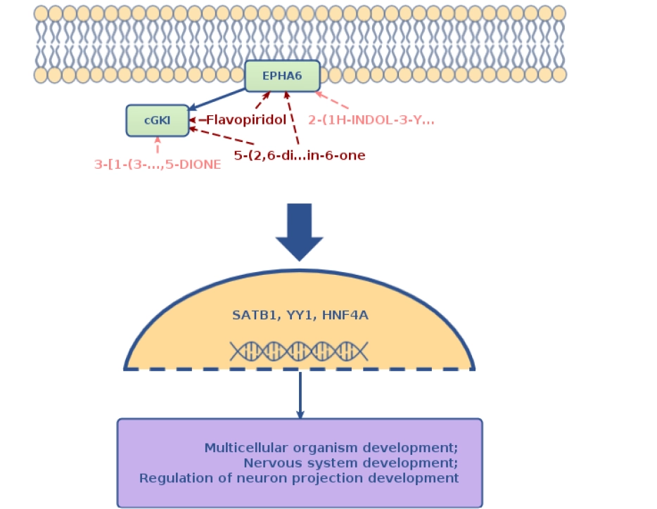 network based identification of upstream regulators and candidate compounds linked to longevity associated transcriptional control.